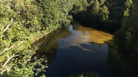 Clear River Through Dense Green Woodland In Bright Sunlight Stock Footage 341796615