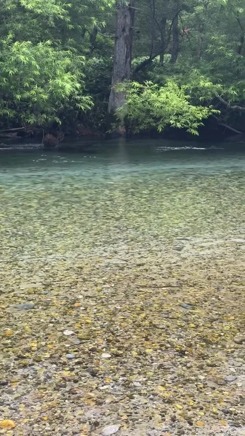 Clear River Water and Stony Bed Near Green Forest Stock Footage 342266935