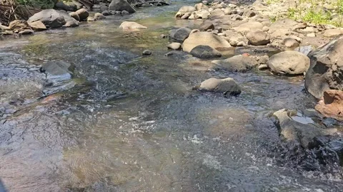 Clear river water flow Stock Footage 253539391