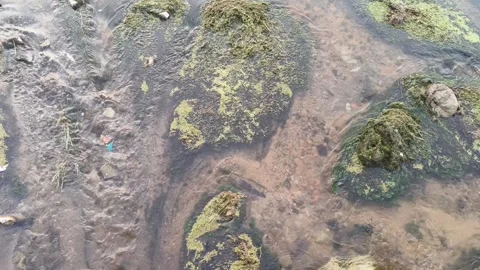 Clear River Water Flowing Around Mossy Rocks in a Natural Freshwater Forest Stock Footage 337875455