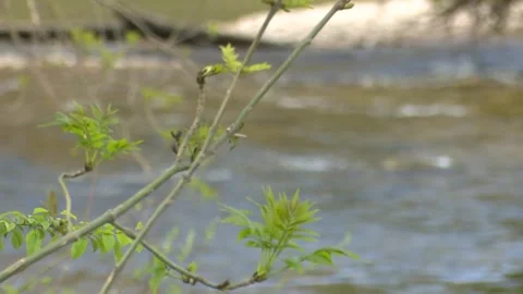 Clear River Water Flowing Beneath Historic Stone Bridge in Natural Landscape Stock Footage 330338214