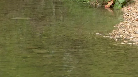 Clear River Water Flowing Beneath Historic Stone Bridge in Natural Landscape Video stock 330338227