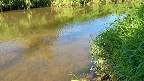 Clear River Water Flowing 動画素材 318849262