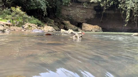 Clear River Water Flowing Gently Through Lush Tropical Jungle, Low Angle View Stock Footage 325646467