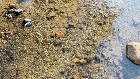 Clear river water flowing gently over pebble riverbed stones in sunlight wi.. Stock-Footage 333350685