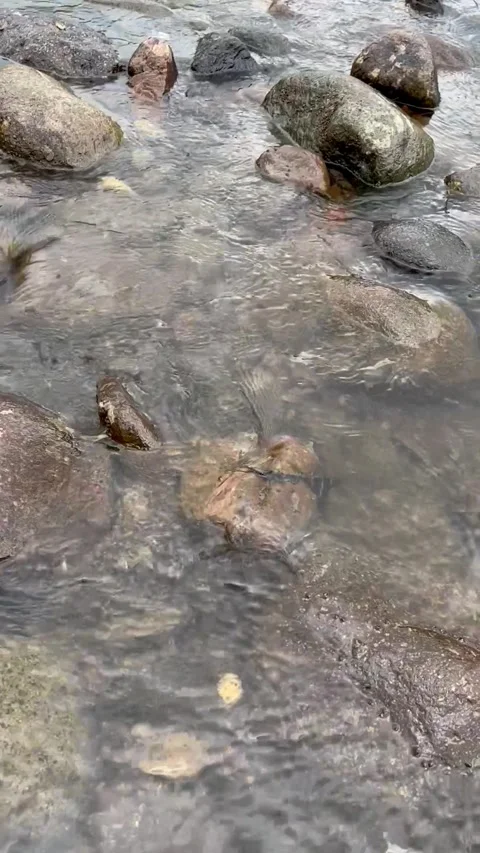 Clear River Water Flowing Gently Over Smooth Stones in a Shallow Stream Stock Footage 340989922