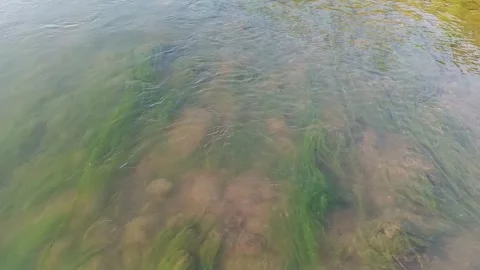 Clear river water flowing over green algae, aquatic vegetation, and natural Stock Footage 342954180