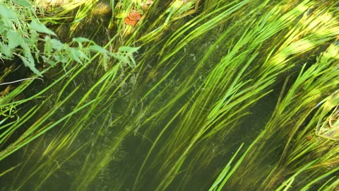 Clear river water flowing over aquatic plants Stock Footage 343869195