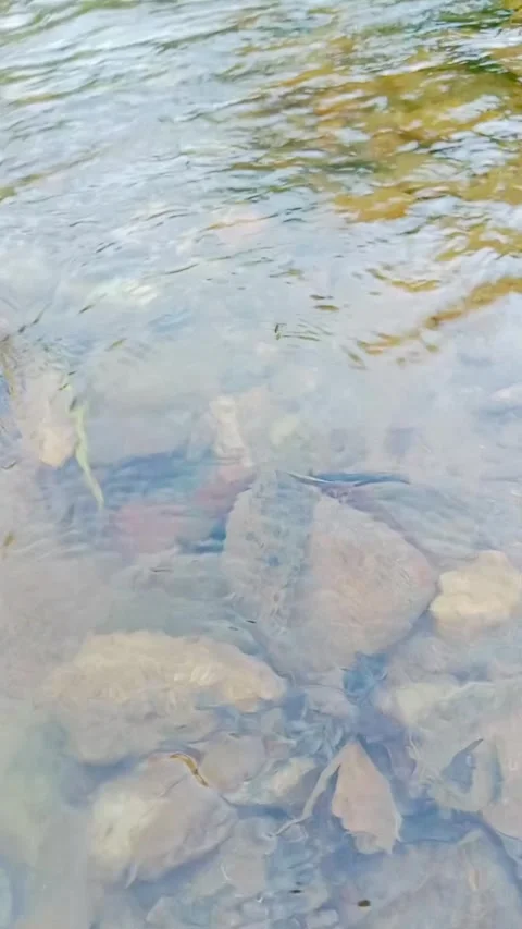 Clear river water flowing over rocks underwater view Stock Footage 346745977