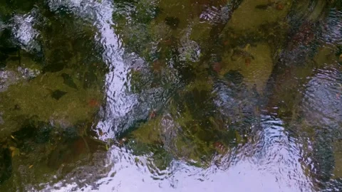 Clear River Water With Reflections In Rainforest. Close Up Stock Footage 249726635