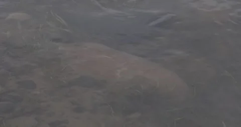 Clear river water with rocks and submerged vegetation moving in current Stockbeeldmateriaal 334484066