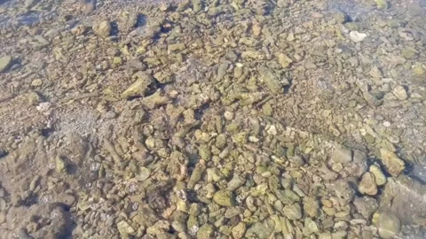 Clear river water with some small rocks at the bottom of the river Stock Footage 214635423