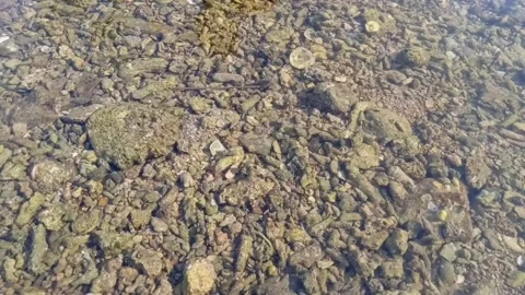 Clear river water with some small rocks at the bottom of the river Stock Footage 214645442