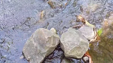 Clear river water style past the rocks 2 Stock Footage 208078645