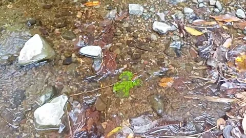 Clear river water style past the rocks 26 Stock Footage 208081815