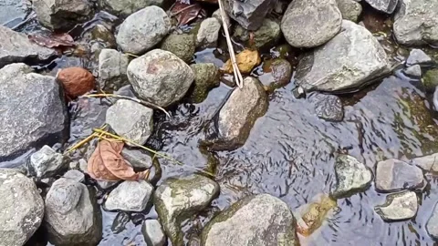 Clear river water style past the rocks 33 Stock Footage 208087237