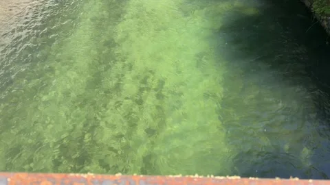 Clear river water surface with algae texture and sunlight reflections Vidéo 334320779