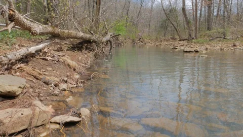 Clear River in the Woods Stock Footage 127949863