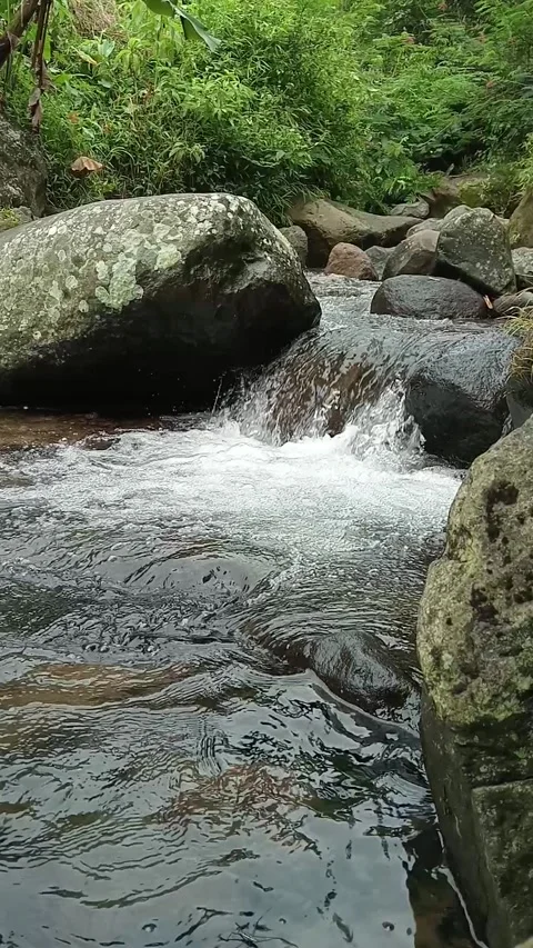 Clear Rocky Stream Flowing in Lush Forest Environment Stock Footage 329818470