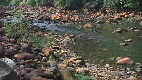 Clear Rocky Stream Flowing Through Forested Land with Lush Green Surroundings Stock Footage 293943831