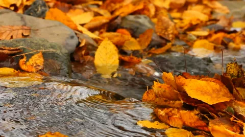 Clear running stream water with dry, yellow leaves on shore in autumn Stock Footage 43731572