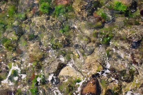 Clear Sea Background with Rocks Stock-Fotos