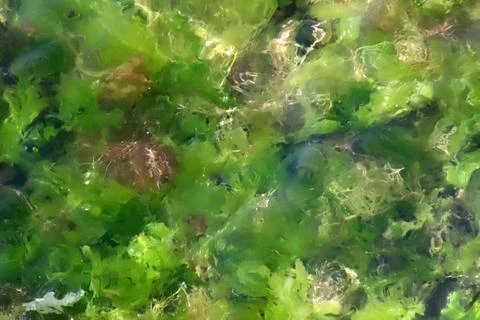 Clear Sea Background with Rocks Stock-Fotos