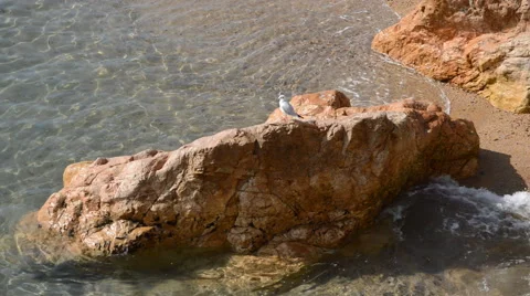 Clear Sea Cliffs And Seagull Stock Footage 45708412