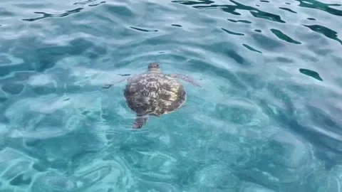 Clear seawater and turtle Stock Footage 312160287