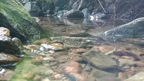 Clear Shallow Forest Stream Flowing Over Rocky Riverbed Stock Footage 329179555