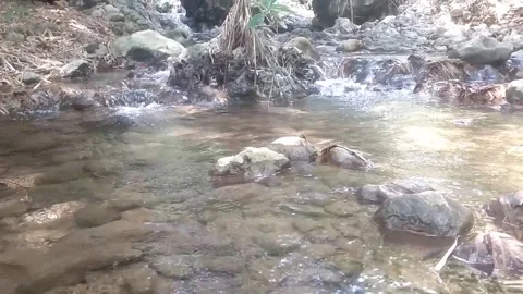 Clear Shallow Forest Stream Stock Footage 334590391