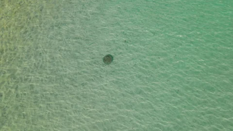Clear shallow ocean water with lone stingray swimming near coast, aerial top Stock Footage 344776133