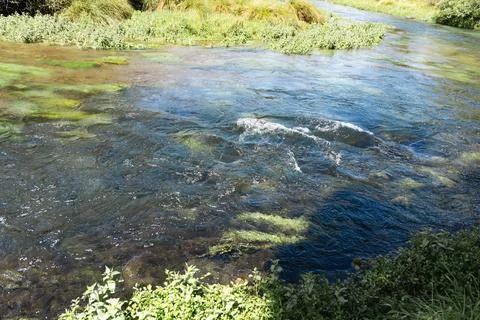 Clear Shallow River Current Green Vegetation Foto stock