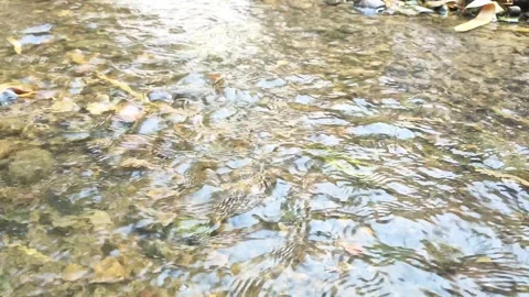 Clear Shallow River Current Rippling Over Pebble Riverbed Stock Footage 346607403