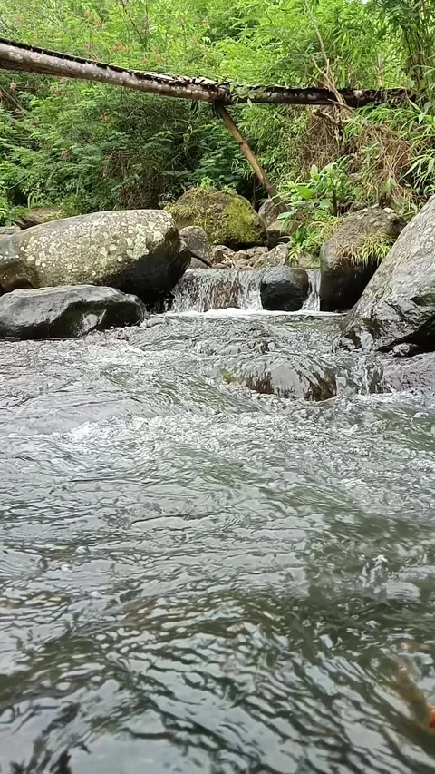 Clear Shallow River Flowing Over Stones in Forest Stock Footage 329818444