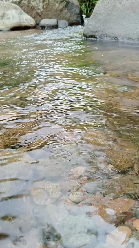 Clear Shallow River Flowing Over Stones in Natural Forest Stream Stock Footage 330351364