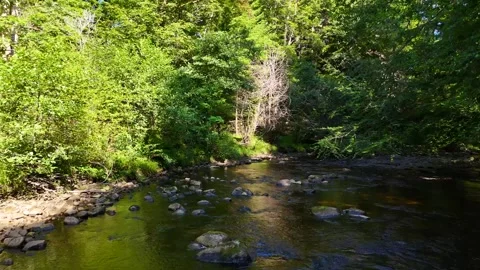 Clear Shallow River Flowing Through Lush Green Forest Stock Footage 330660365