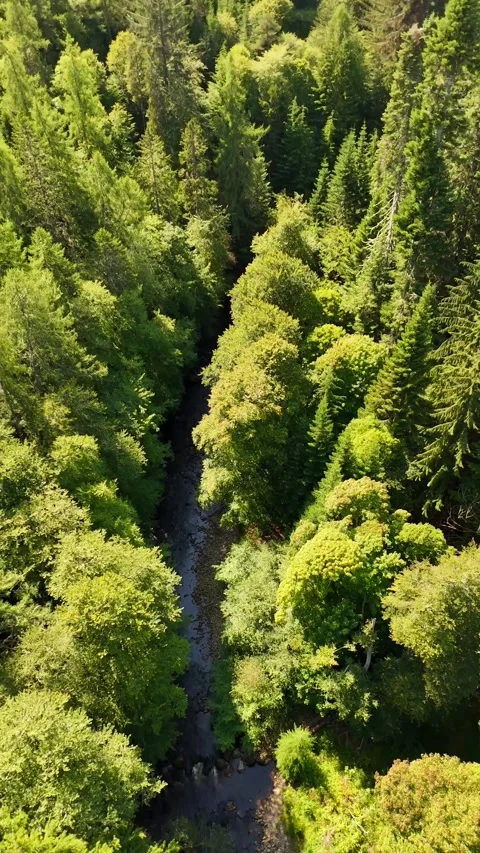 Clear Shallow River Flowing Through Lush Green Forest Stock Footage 330660426