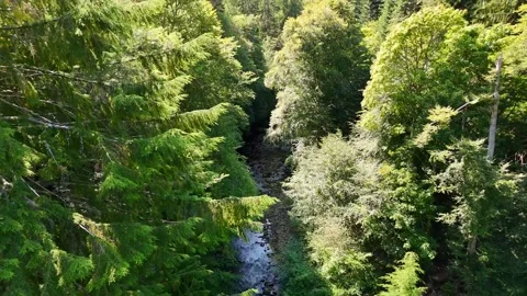 Clear Shallow River Flowing Through Lush Green Forest Stock Footage 330660464