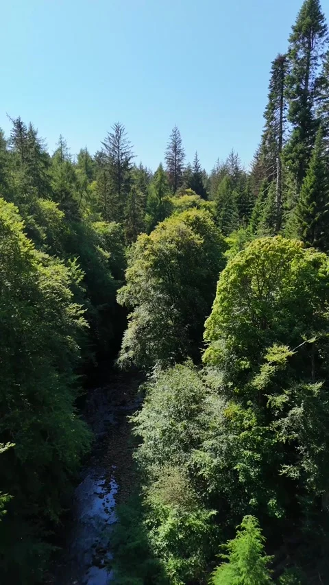 Clear Shallow River Flowing Through Lush Green Forest Stock Footage 330660496