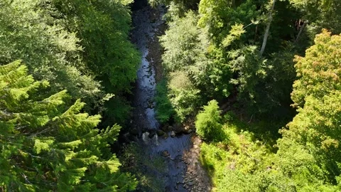 Clear Shallow River Flowing Through Lush Green Forest Stock Footage 330660540