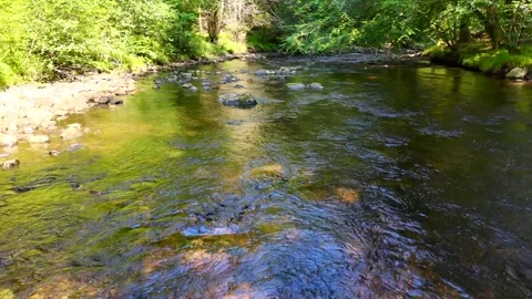 Clear Shallow River Flowing Through Lush Green Forest Stock Footage 330660544
