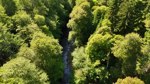 Clear Shallow River Flowing Through Lush Green Forest Stock Footage 330660554