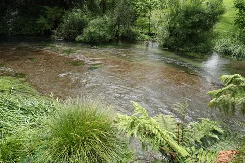 Clear Shallow River Flowing Through Lush Green Forest Foto stock