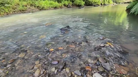 Clear shallow river over smooth stones in lush tropical greenery. Stock Footage 325750610