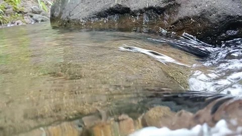 Clear Shallow River with Smooth Flow in Tropical Forest Environment Stock Footage 330582502