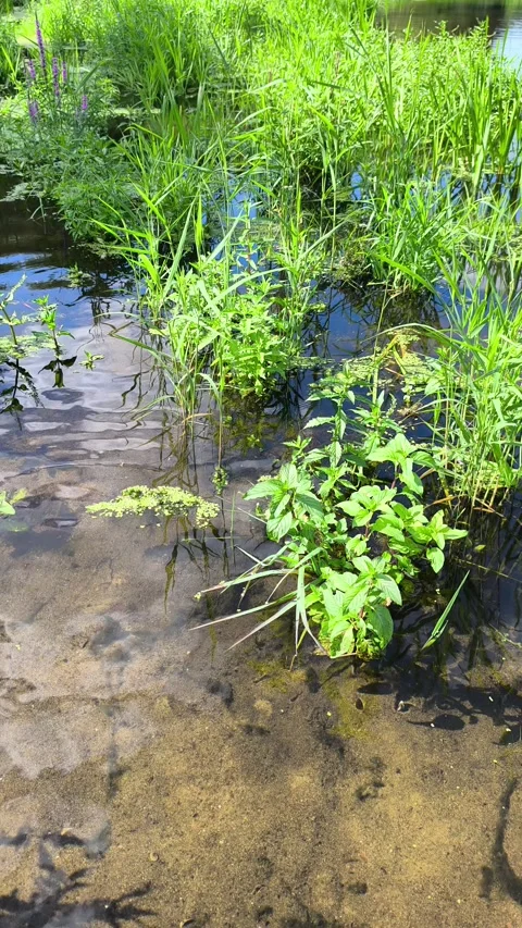 Clear Shallow River with Visible Sand and Plants Growing Underwater Vídeo Stock 342406874