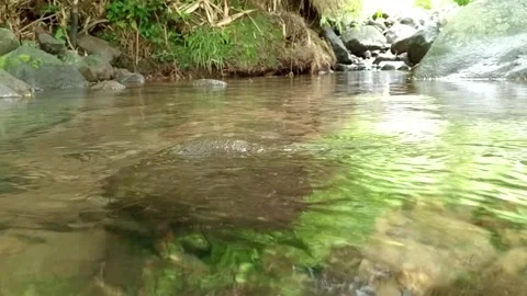 Clear Shallow River with Visible Stones | Tropical Nature Water Scene Stock Footage 330547453