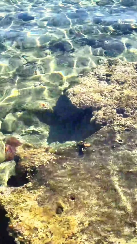 Clear shallow sea water with sunlight reflections over rocky seabed Stock-Footage 336435197