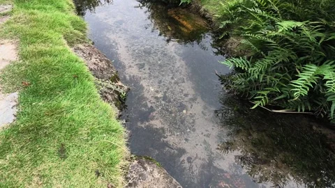 Clear Shallow Stream with Ferns and Grass Bank Stock Footage 346288312